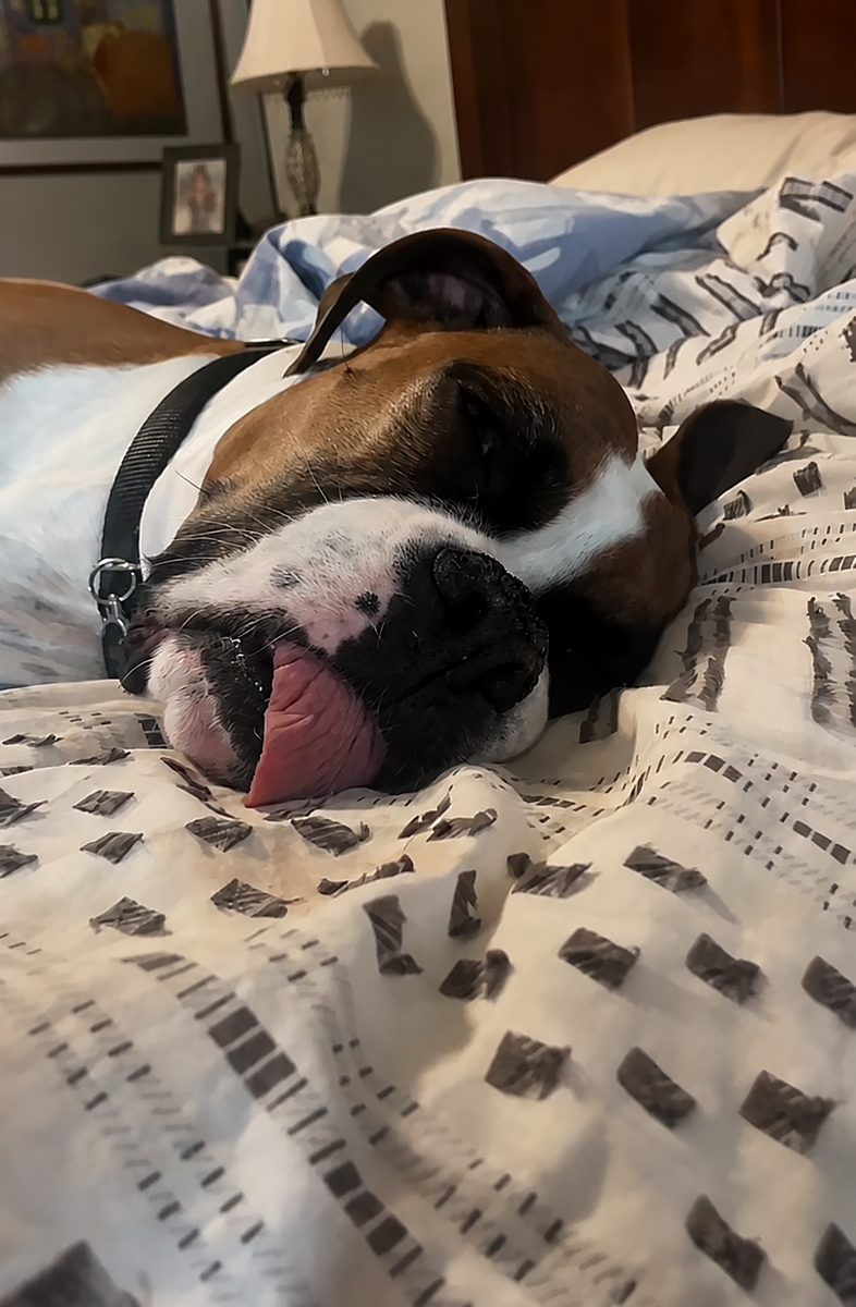 Bailey asleep on a bed with his tongue out