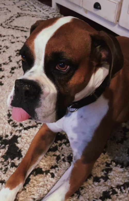 Close-up of Bailey with his tongue out